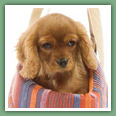 Cavalier King Charles - Chiens