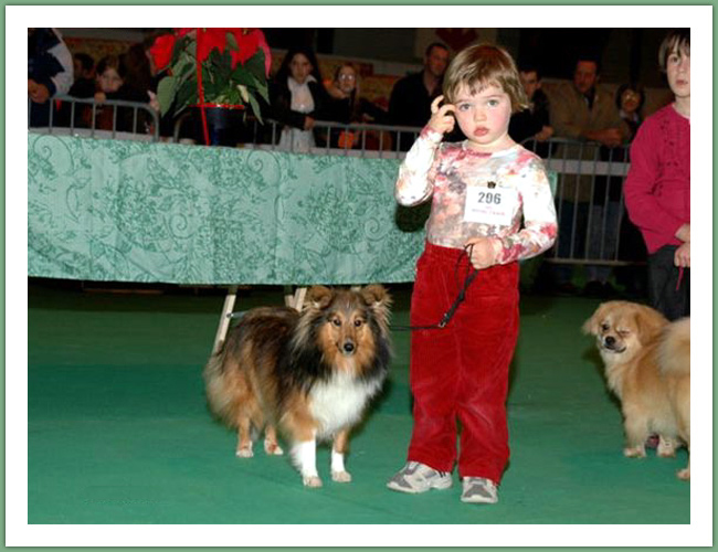 Berger des Shetland - Chiens