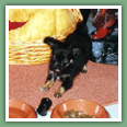 Chihuahua - Chiens
